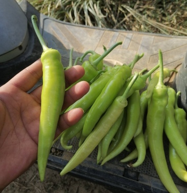 白玉椒白泡椒少量上市了