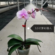 蝴蝶兰大花型适合组盆花色多多欢迎咨询