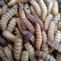 禽类饲料