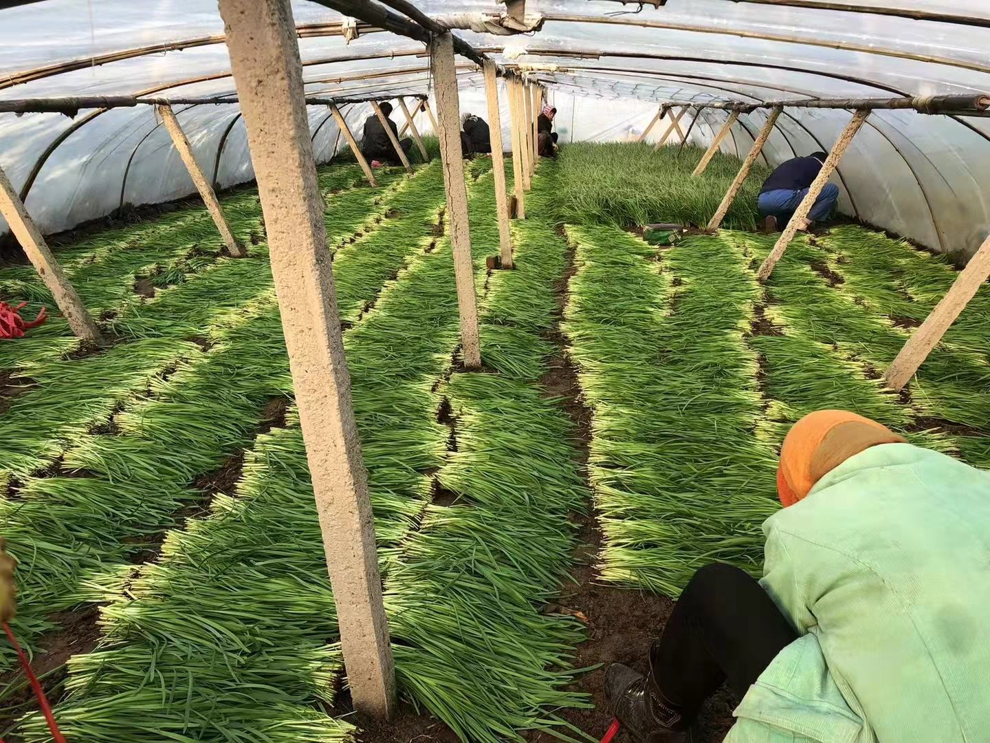 山东寿光某韭菜花种植基地,农户正在采摘新鲜的韭菜花,背景为连片温室大棚 山东寿光韭菜花种植基地