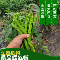 宁都高标准蔬菜大棚，精品螺丝椒37-94大量供应货源充足