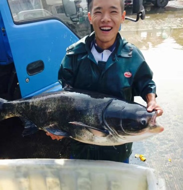 [鲢鱼批发]精品水库大头鱼价格12.00元/斤 - 一亩田