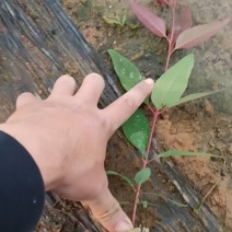 速生桉树苗，广九，3229，2617到25