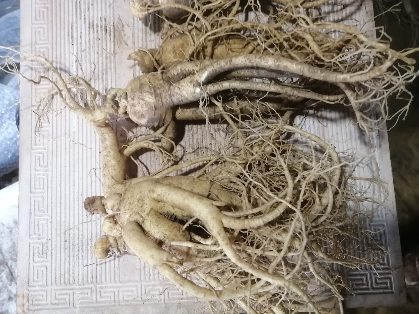 鲜人参新鲜横切面,显示清晰的放射状维管束结构和淡黄色组织,边缘有明显形成层环,中心致密无空洞,表明为人参原根 鲜人参横切面特写