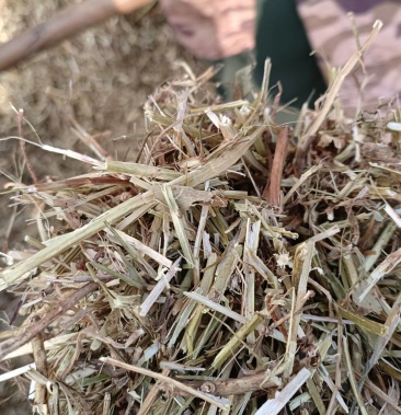 优质牛羊草料花生秧现货