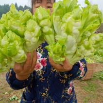 儿菜