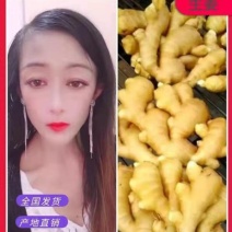 【368高产王山东二号脱毒姜种】产地行情亩产高专业指导
