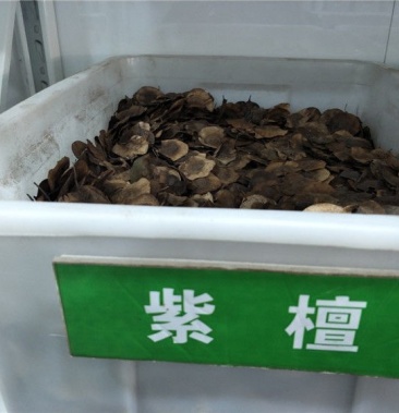 新种子小叶紫檀种子檀香树种子印度紫檀种子大叶紫檀