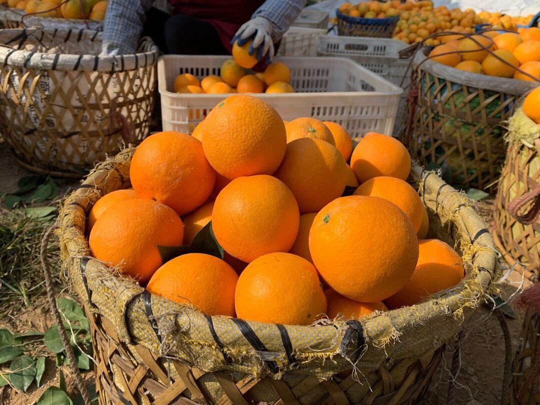 湖南甜橙丰收场景,果农正在采摘和装箱 湖南甜橙丰收场景