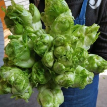 基地儿菜（无代办费）精品儿菜大量出售，颗粒饱满，清秀的很