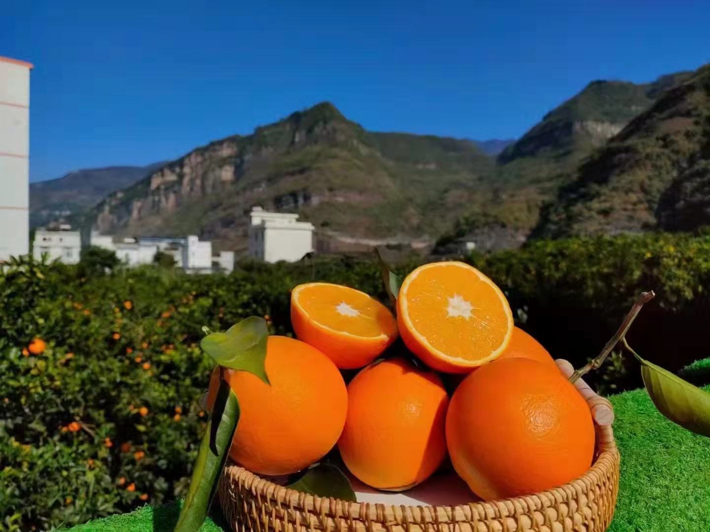 一篮新鲜采摘的橙子摆放在果园中