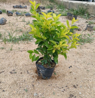 [黄素梅批发]黄金叶价格0.80元/棵 - 一亩田