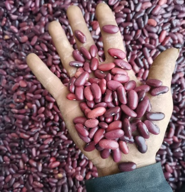 红腰豆云南红腰豆红腰豆质量保证欢迎各界客商咨询联系