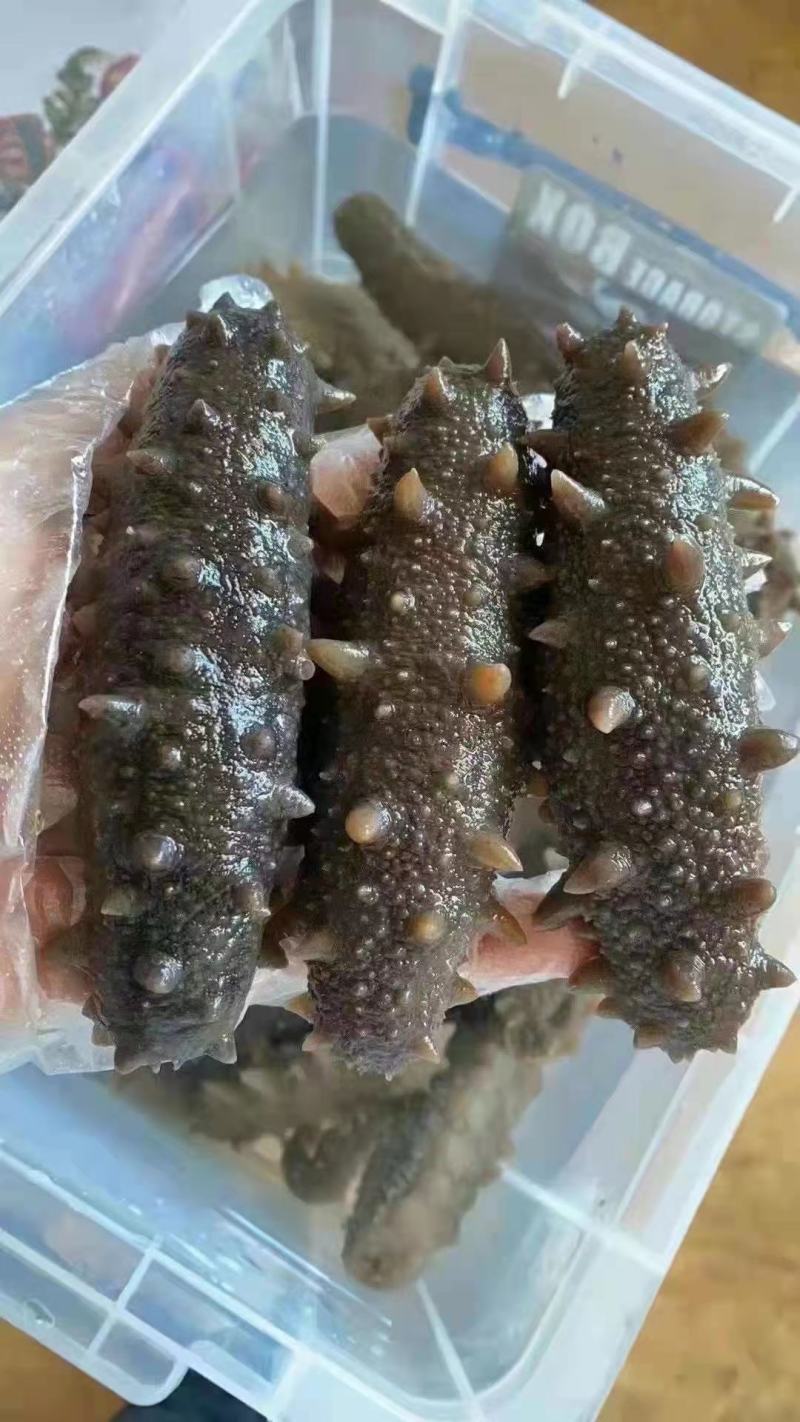 山东日照深海海参,货源充足,批发零售,欢迎咨询订购