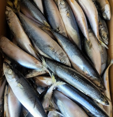 棍子鱼肉质鲜嫩刺少适合各大餐饮使用香煎清蒸烧烤