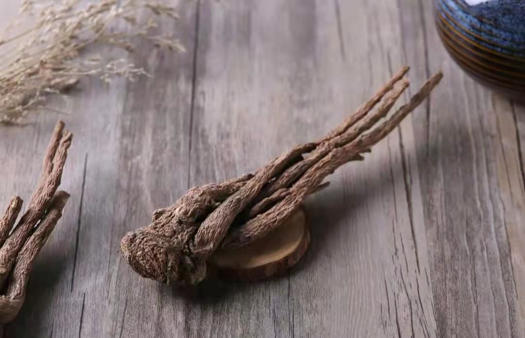 浙贝母与知母药材图