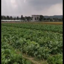 正宗天然新鲜菜苔基地直发