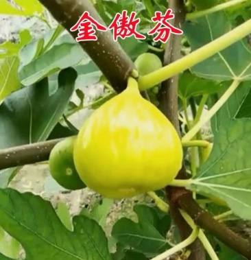 盆栽地栽花果苗金傲芬无花果树苗当年结果南方北方种植超