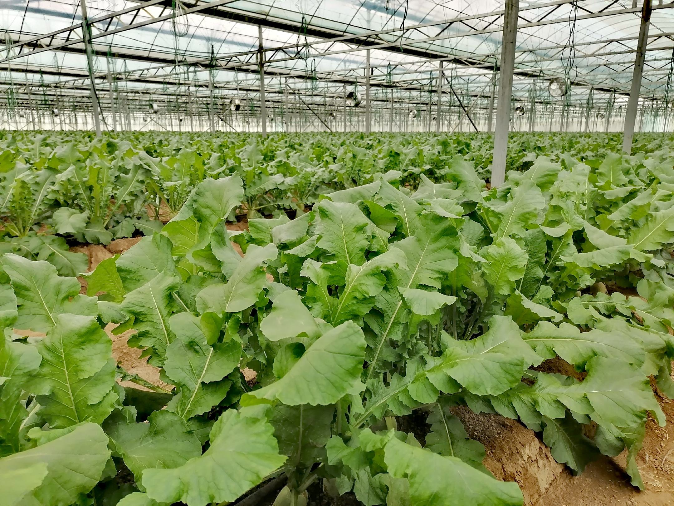 萝卜头秋季种植