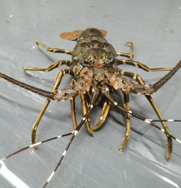 越南小青龙量大价优肉质漂亮有一定含冰率