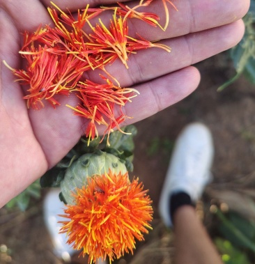 [红花批发]云南高原红花价格5.00元/斤 - 一亩田