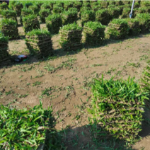 十成大叶油草场地直售物美价廉