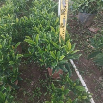 广东280非洲茉莉，基地直发
