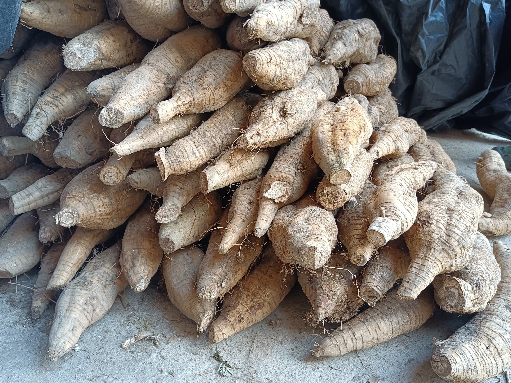 葛根王在农贸市场销售现场,摊位上整齐码放的新鲜葛根王,吸引众多消费者前来选购 葛根王市场销售