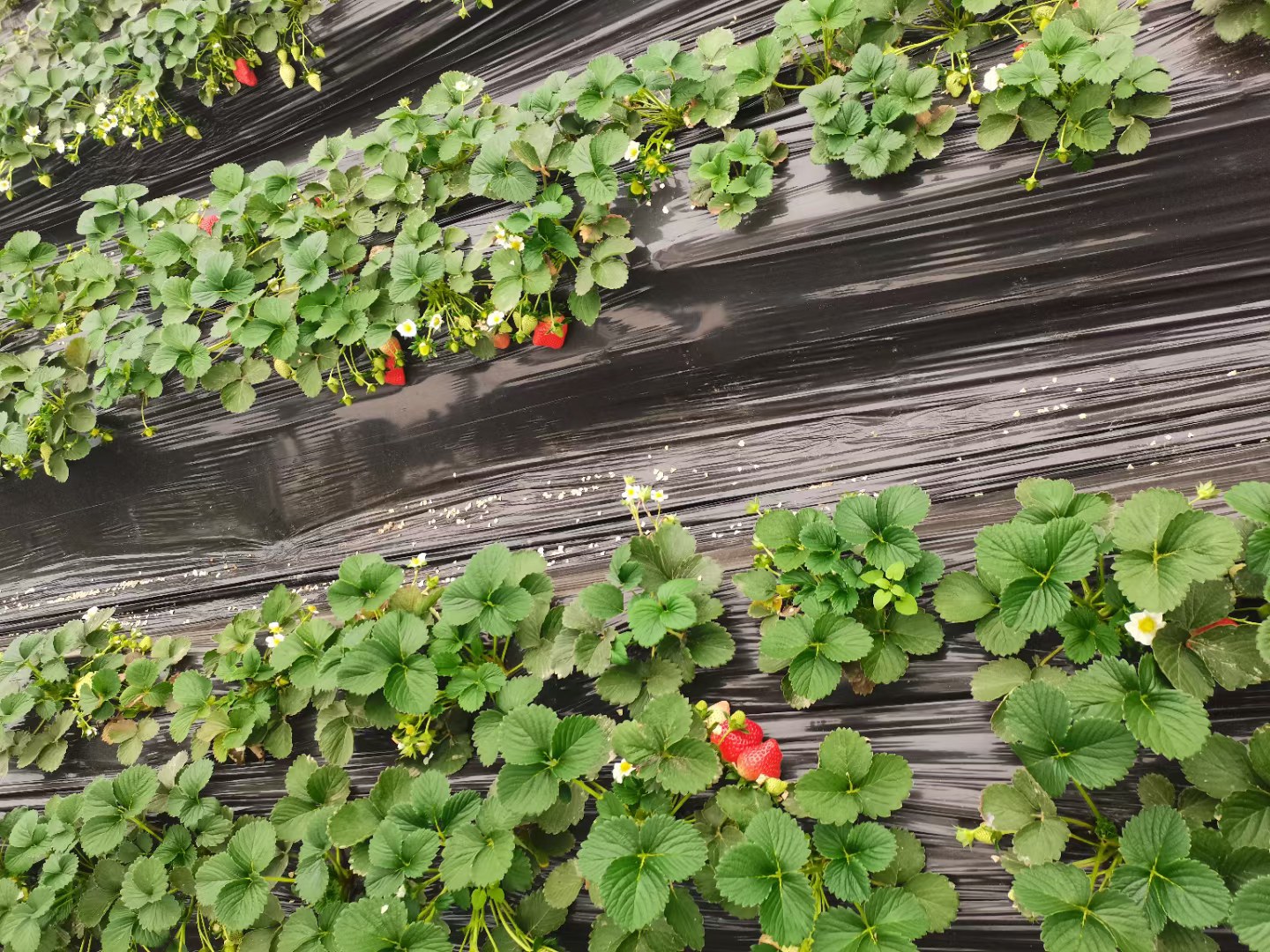 奶油草莓植物在阳光下生长,叶片翠绿,果实鲜红欲滴 奶油草莓植物在阳光下生长