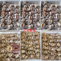 厂家直销：元宝蟹身！