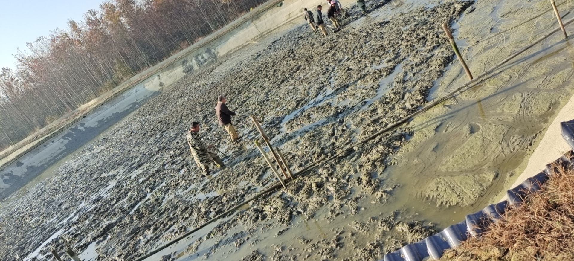 池塘清塘消毒操作现场,工人正在撒布生石灰 白对虾池塘清塘消毒现场