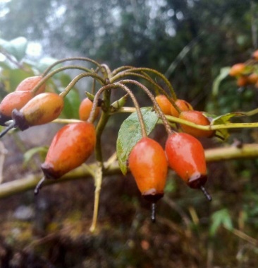 金樱子无刺果野生鲜货