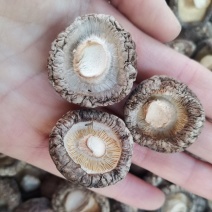 泌阳干香菇，面菇2一5厘米，质量保证，量大可惠