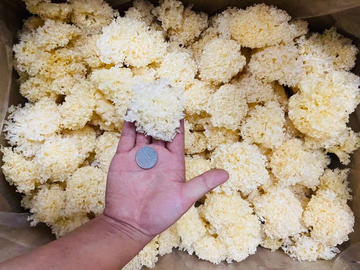 椴木银耳炖煮成品