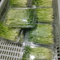 豌豆苗
