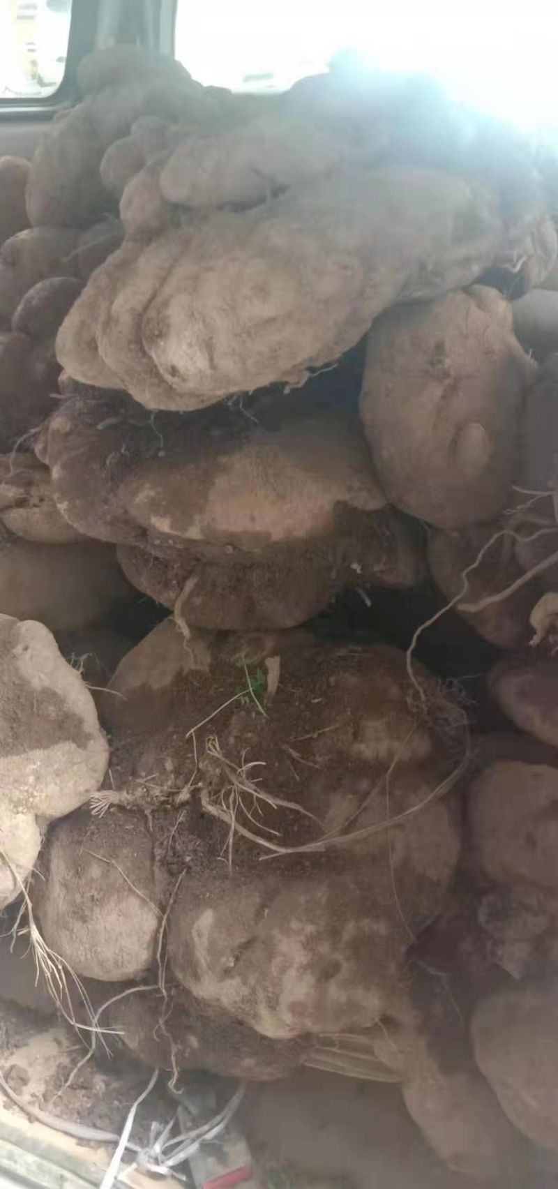 苦金盆正宗药材大量有货看量给价