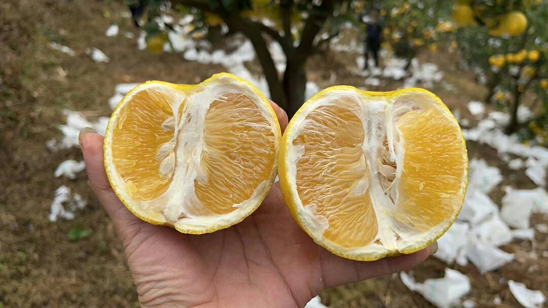 葡萄柚绿果肉剖面展示