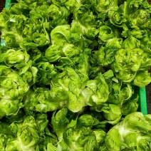 儿菜清秀亮仔大蕊小蕊崇州市儿菜