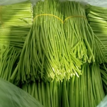 芦篙