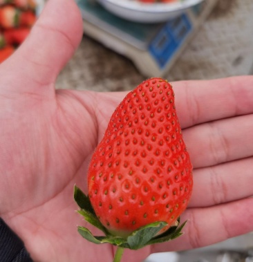 [草莓批发]东海县草莓黄川草莓价格18.00元/斤 - 一亩田