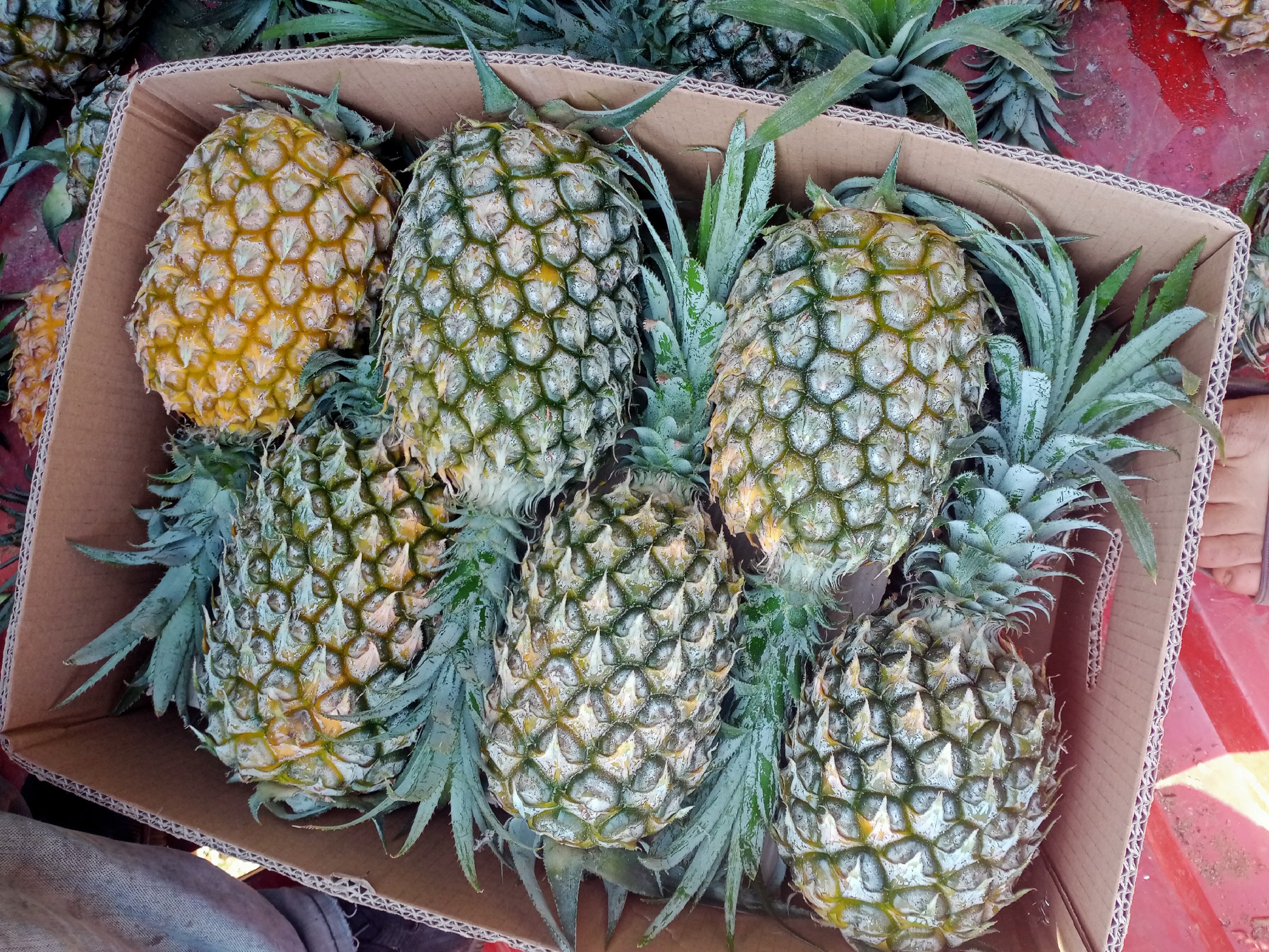 菠萝咕咾肉成品,色泽红亮,香气扑鼻 菠萝咕咾肉成品图