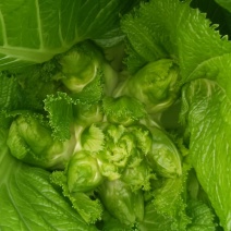 新鲜儿菜…量大从优