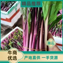 湖北孝感汉川精品红菜苔产地直供新鲜脆嫩欢迎采购