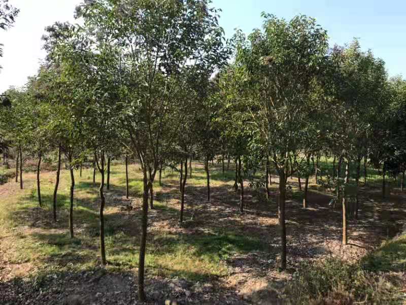 大叶女贞成年树木全景图