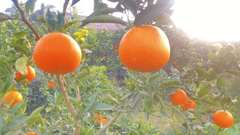 阳光下的青秋脐橙果园,果实挂满枝头,绿叶与橙果交相辉映 青秋脐橙果园实景