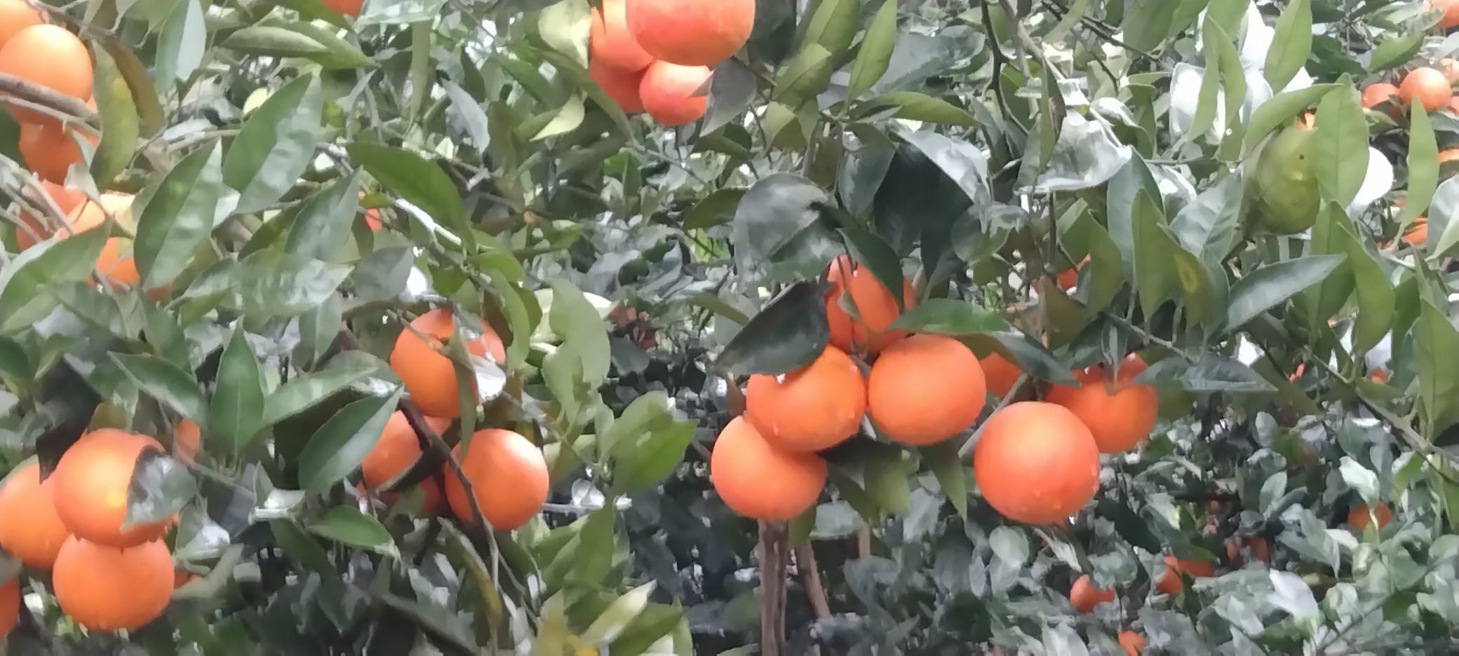 四川资中塔罗科血橙种植园