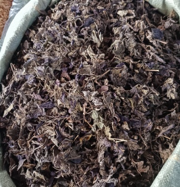 紫苏叶干中药子苏叶药材紫苏叶茶调料香料紫苏叶