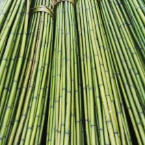 冬瓜竹竿、蔬菜搭架竹竿4米长竹竿竹竿厂家可定制