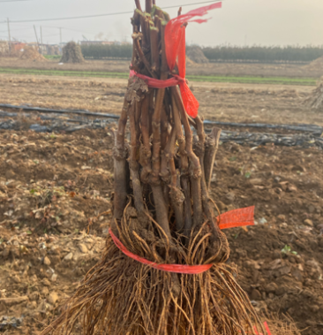 牛克伦生葡萄苗扦插葡萄苗贝达嫁接葡萄苗基地直销假一赔十