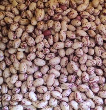 [批发]云南花豆2021年新货奶花豆精品货种子货大货供应价格6.